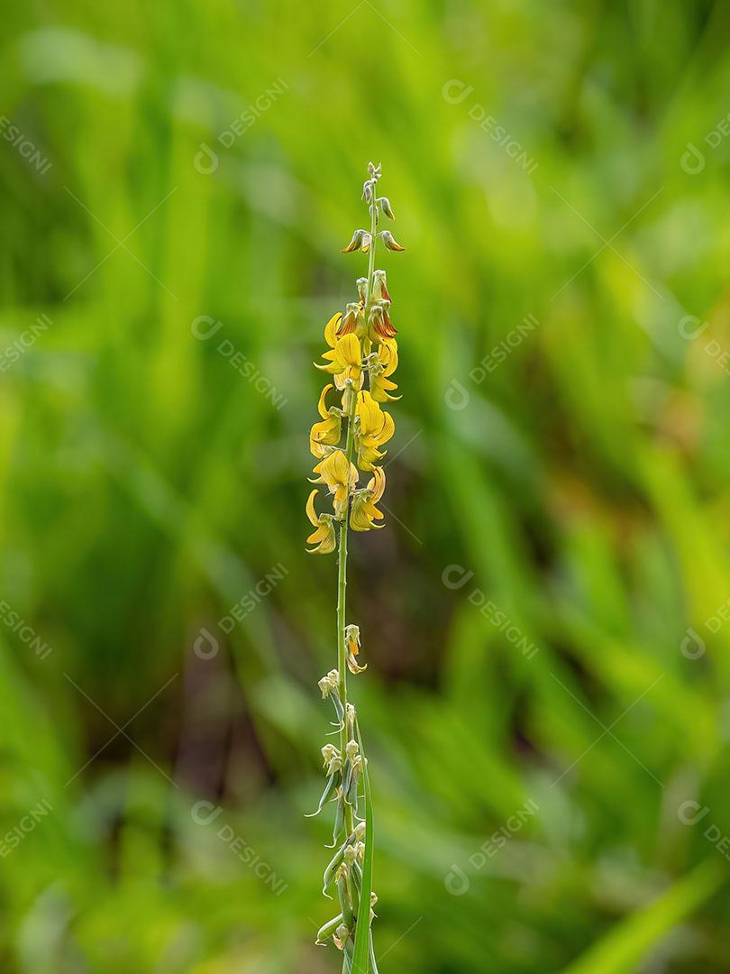 Rattlepod Plant Flor do Gênero Crotalaria JPG