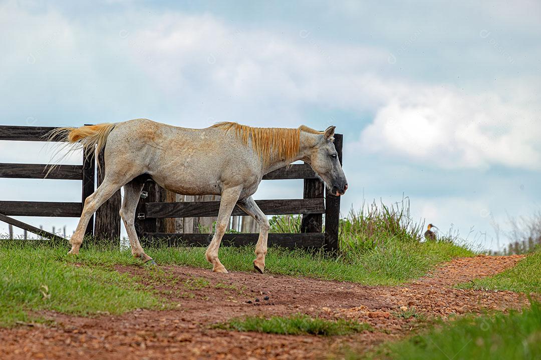 Cavalo Perto de uma Porteira de Madeira em uma Fazenda Brasileira JPG