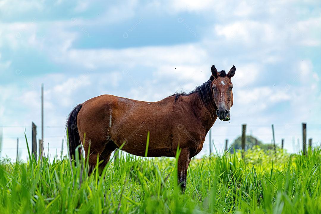 Cavalo Descansando em uma Área de Pastagem de uma Fazenda Brasileira JPG