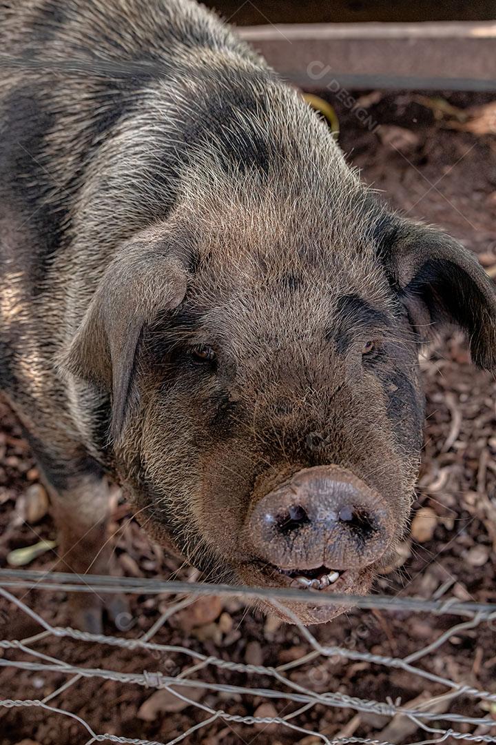 Porco Criado em um Chiqueiro ao Ar Livre JPG