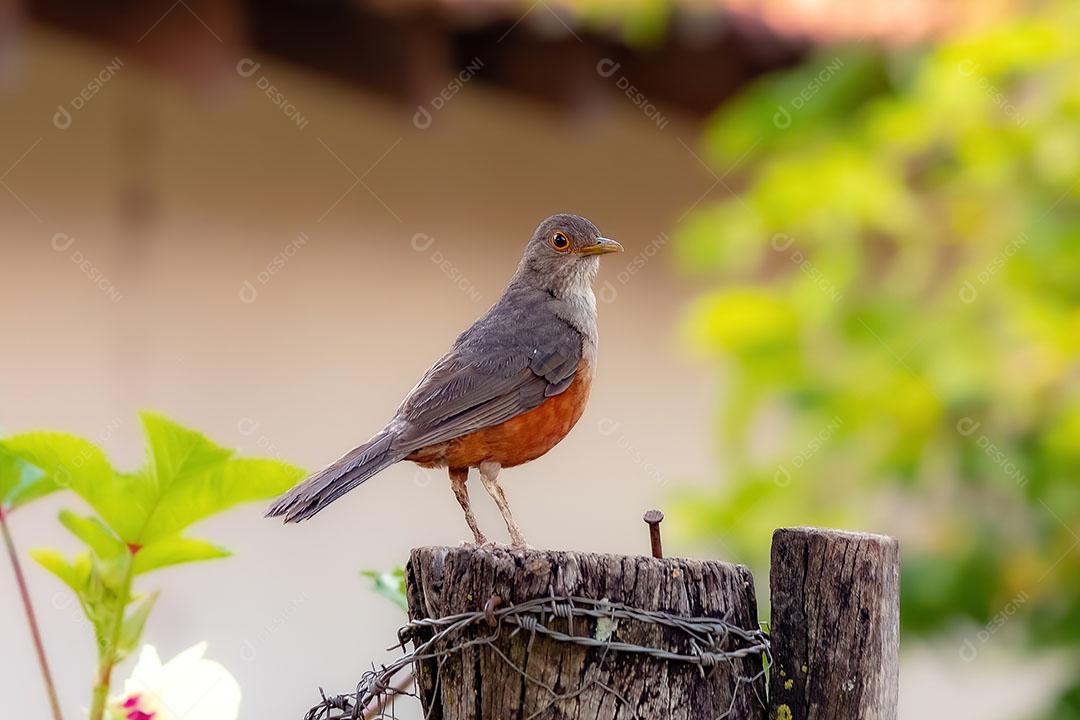 Ave Adulta de Tordo-de-Barriga-Ruiva da Espécie Turdus Rufiventris Imagem JPG
