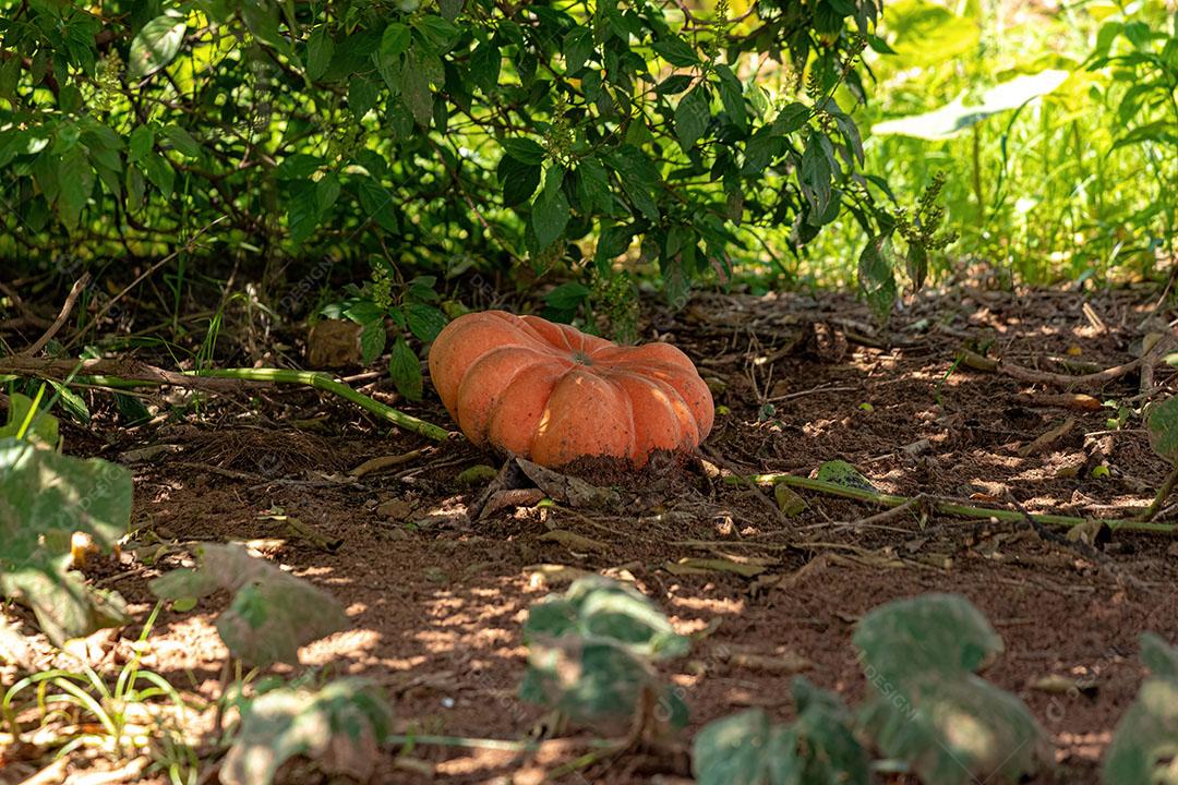 Pé de Abóbora com Abóbora Madura Gênero Cucurbita JPG