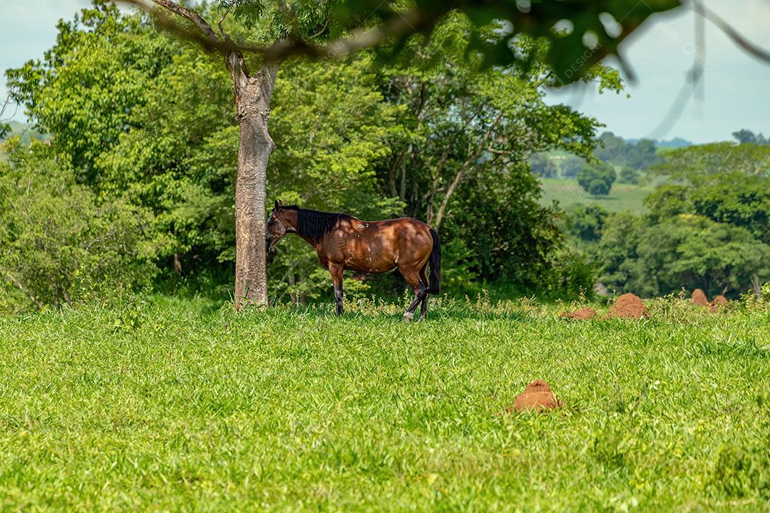 Cavalo Descansando em uma Área de Pastagem de uma Fazenda Brasileira JPG