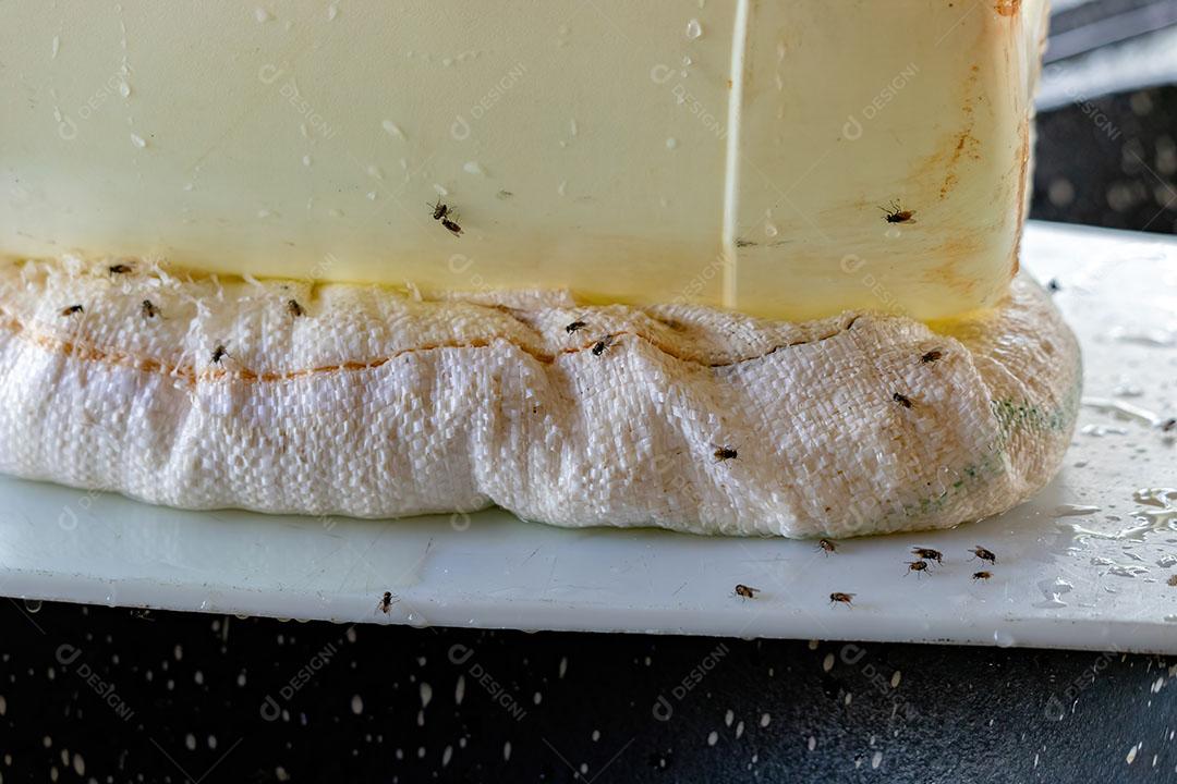 Infestação de Insetos de Moscas domésticas da Espécie Musca JPG