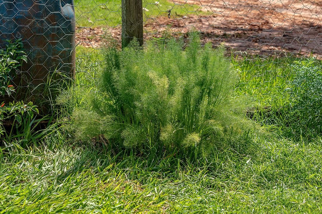Small Anise Plant Species Pimpinella Anisum JPG