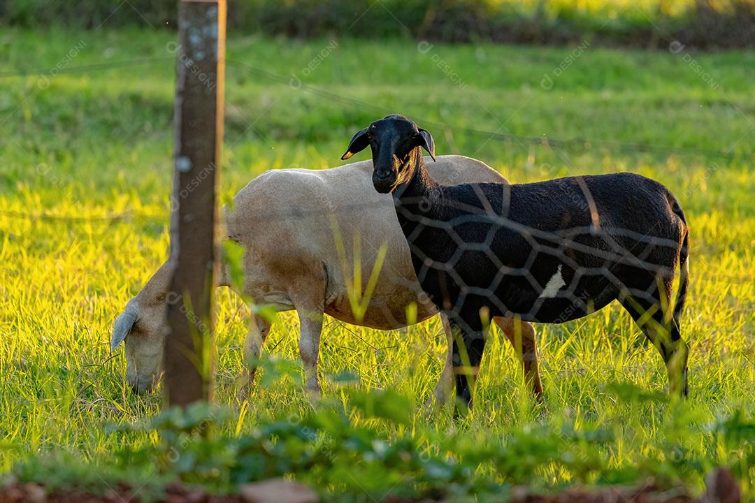 Ovelhas Adultas Criadas com Animais JPG