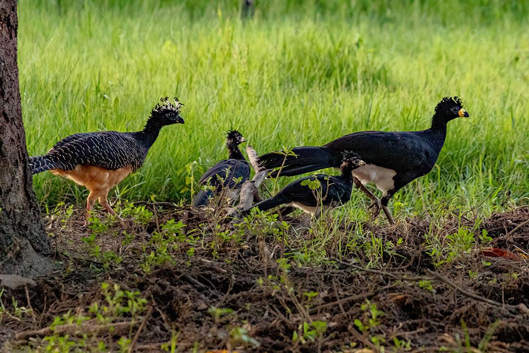 Família de Aves Selvagens do Mutum Branco da Espécie Crax Fasciolata JPG