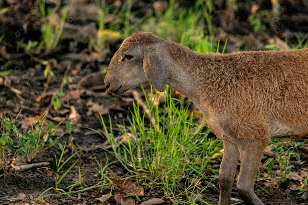 Ovelha Sozinha no Pasto JPG