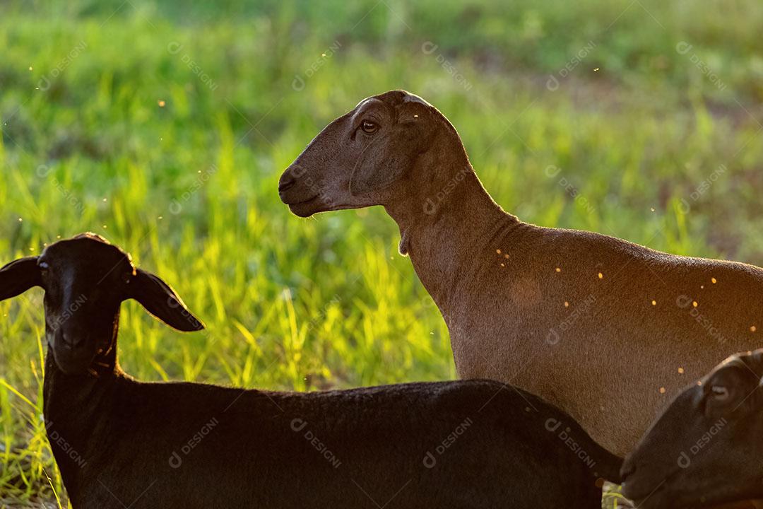 Ovelhas Adultas no Pasto Criadas com Animais JPG
