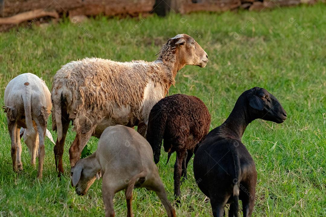 Ovelhas Adultas Criadas com Animais JPG