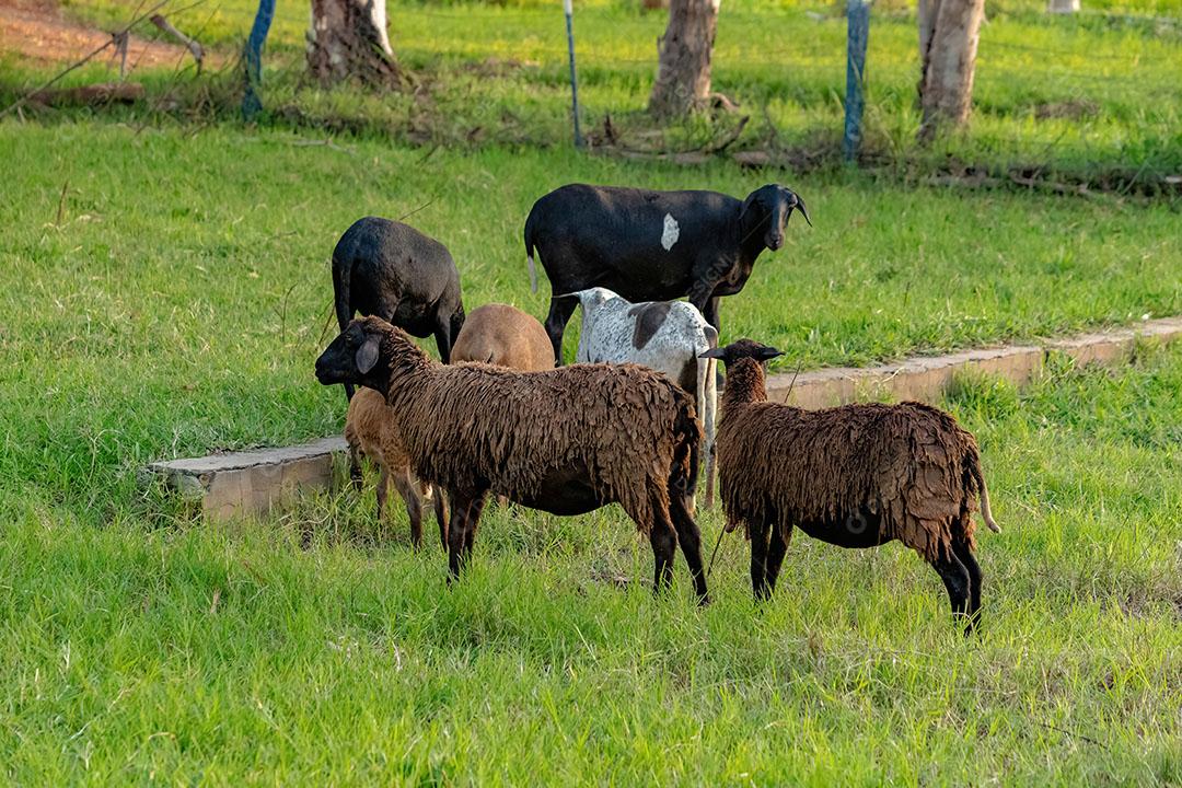 Ovelhas Adultas Criadas com Animais JPG