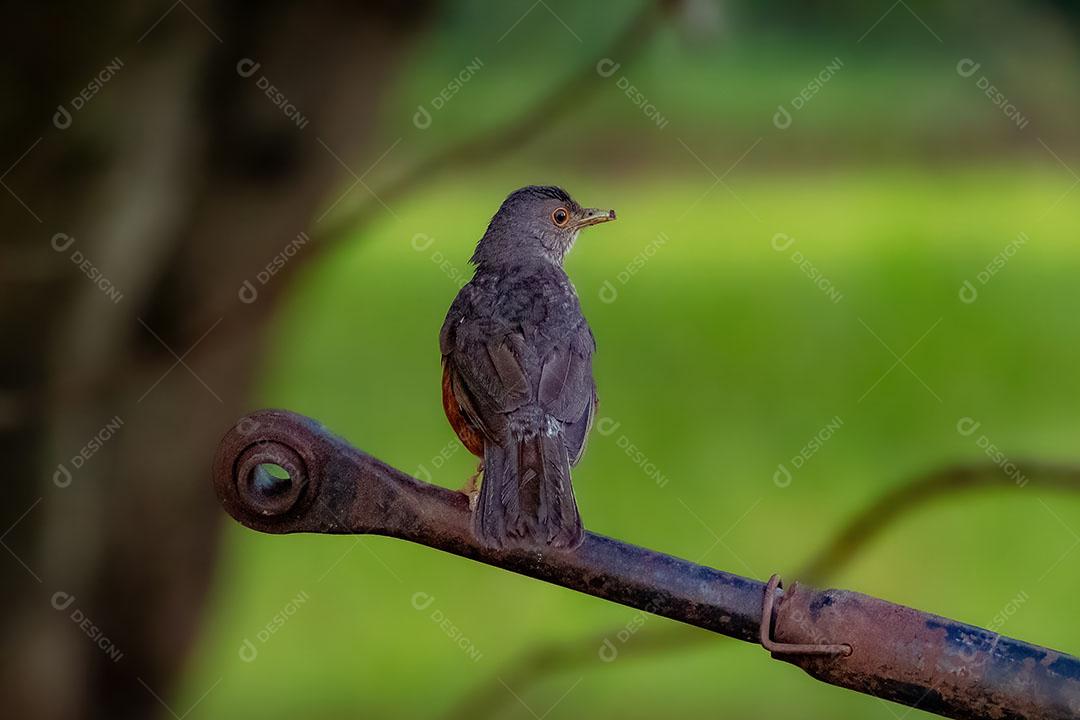 Ave Adulta de Tordo-de-Barriga-Ruiva da Espécie Turdus Rufiventris Imagem JPG