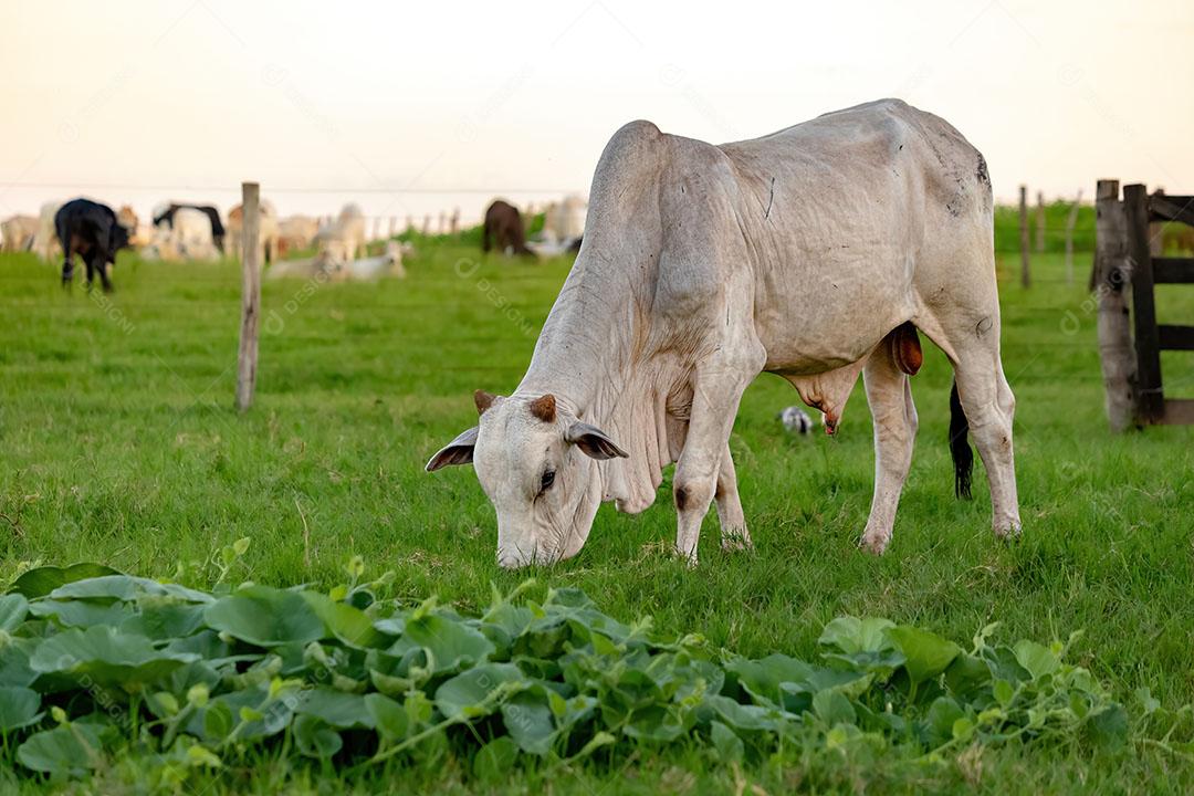 Boi Branco Criado em uma Fazenda em uma Área de Pastagem JPG