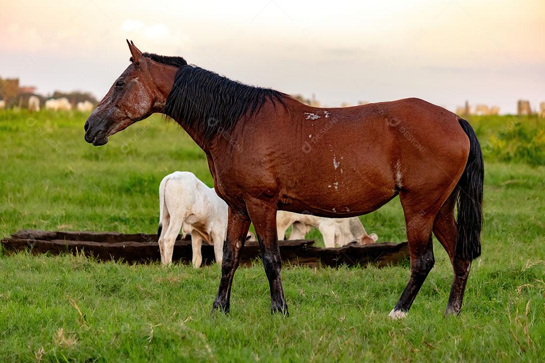 Cavalo Descansando em uma área de pastagem de uma fazenda Brasileira JPG