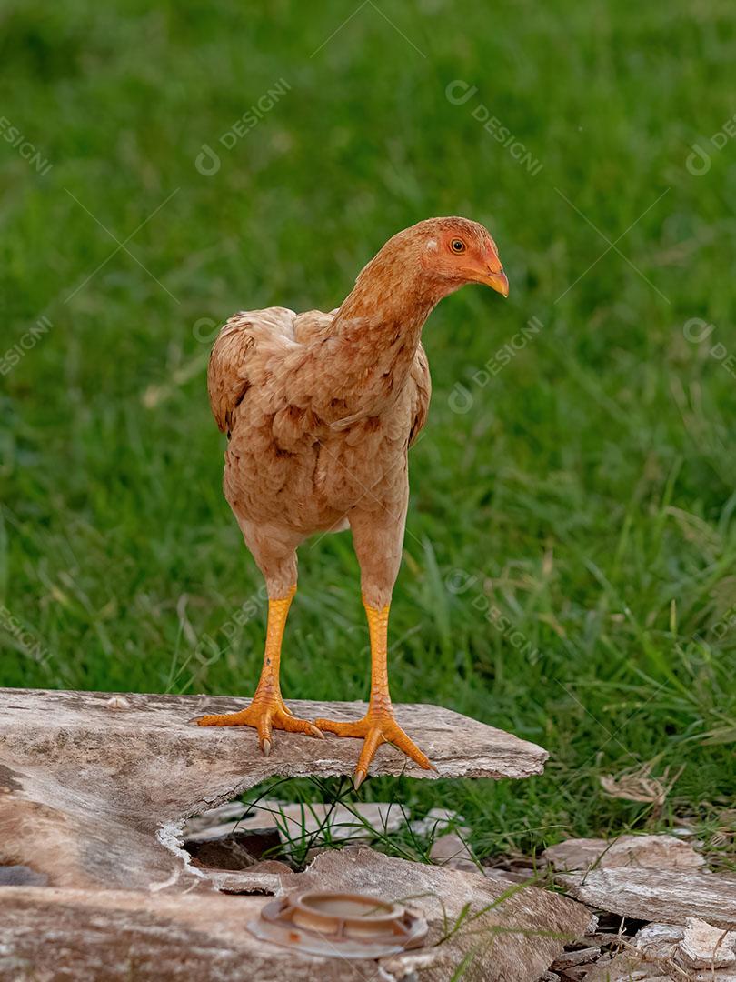 Animal Doméstico Galinha da Subespécie Gallus Gallus Domesticus JPG