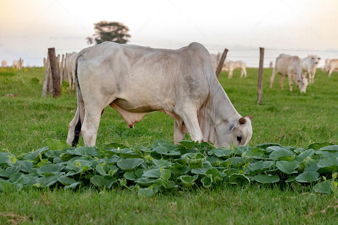 Bezerro Branco Criado em uma Fazenda em uma Área de Pastagem JPG