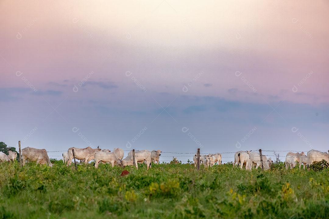 Fazenda Cria Vacas Brancas em uma Área de Pastagem JPG