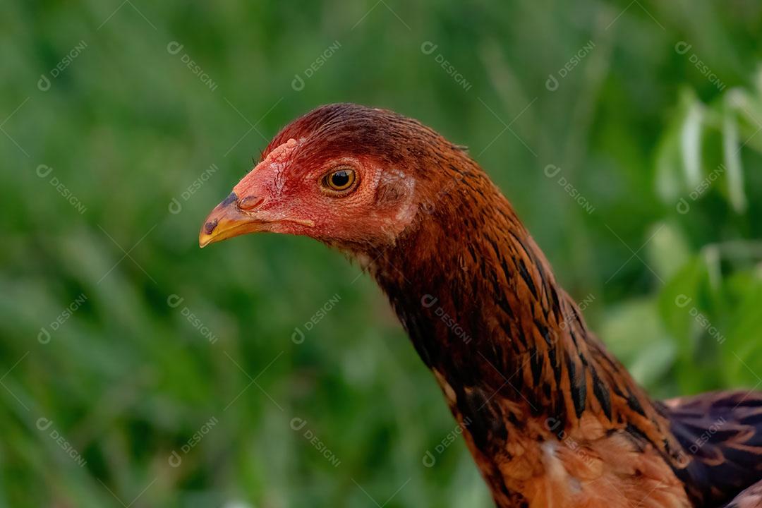 Animal Doméstico Galinha da Subespécie Gallus Gallus Domesticus JPG