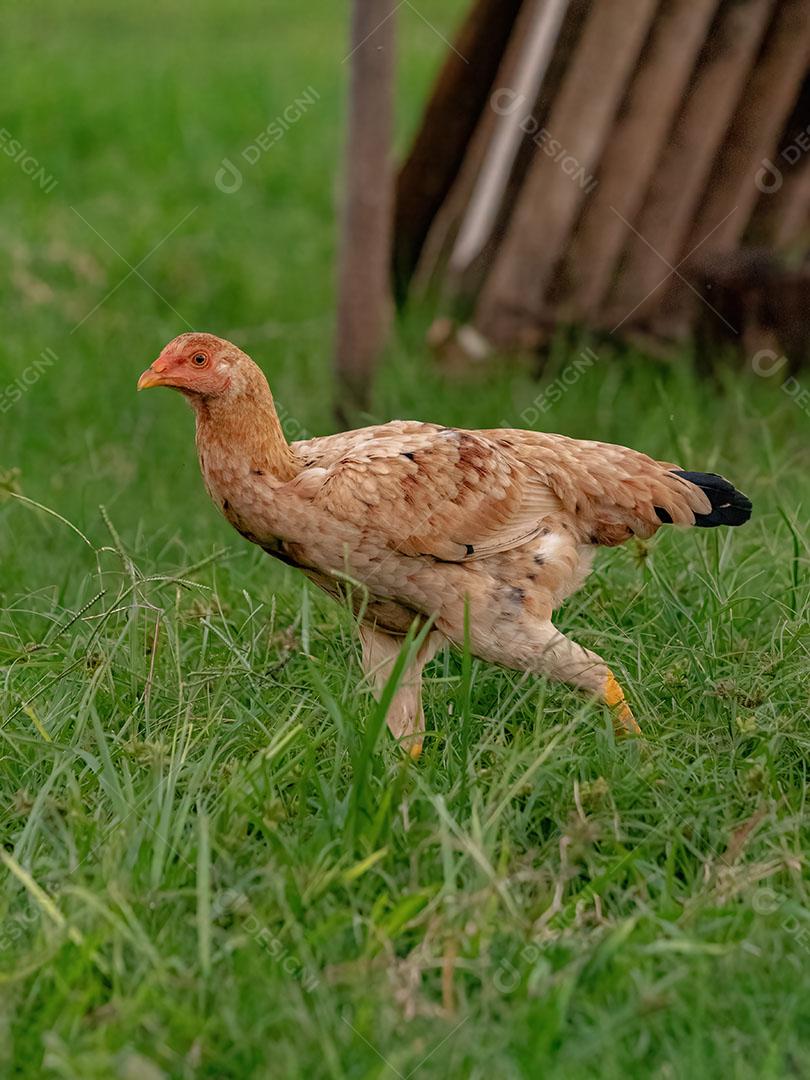 Animal Doméstico Galinha da Subespécie Gallus Gallus Domesticus JPG