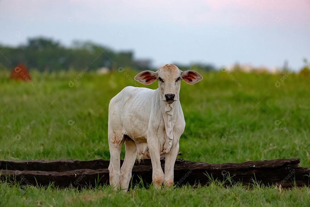 Bezerro branco criado em uma Fazenda em uma Área de Pastagem JPG