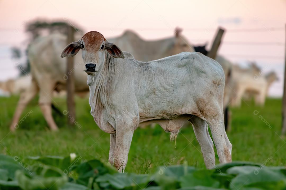 Vaca branca criada em uma fazenda Imagem JPG