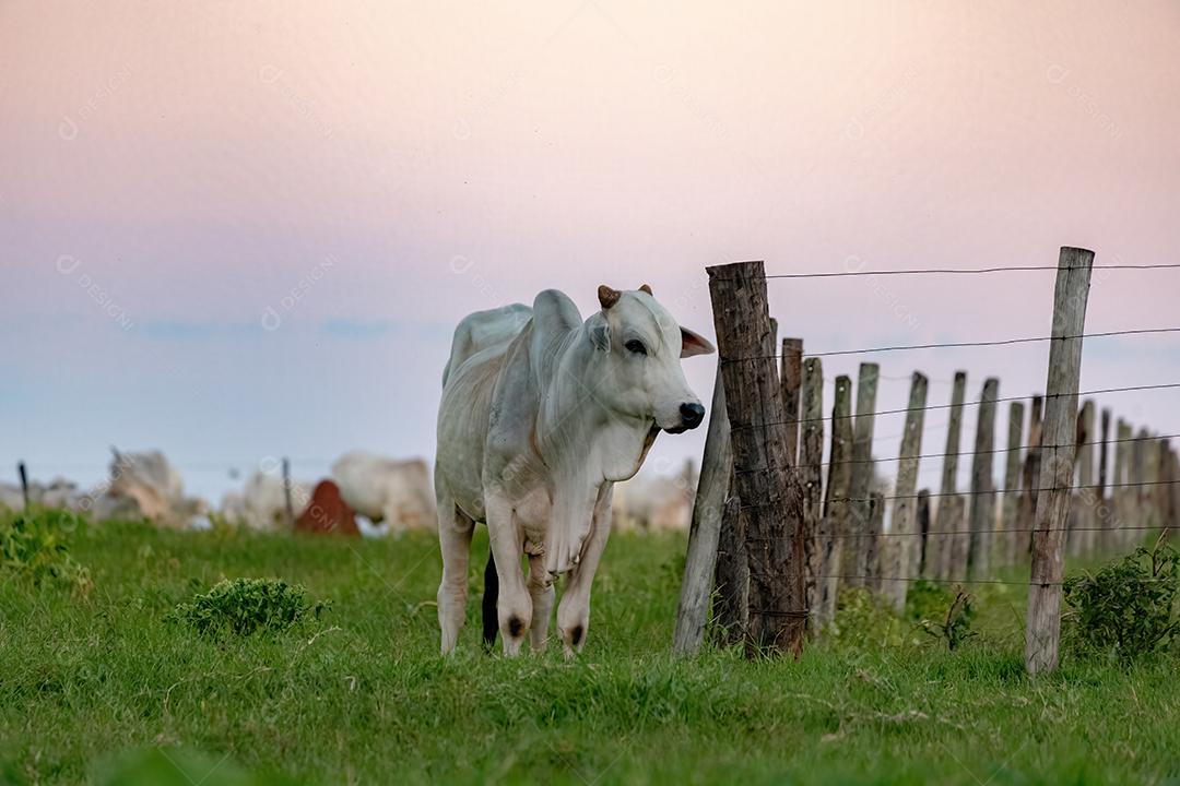 Vaca branca criada em uma fazenda Imagem JPG