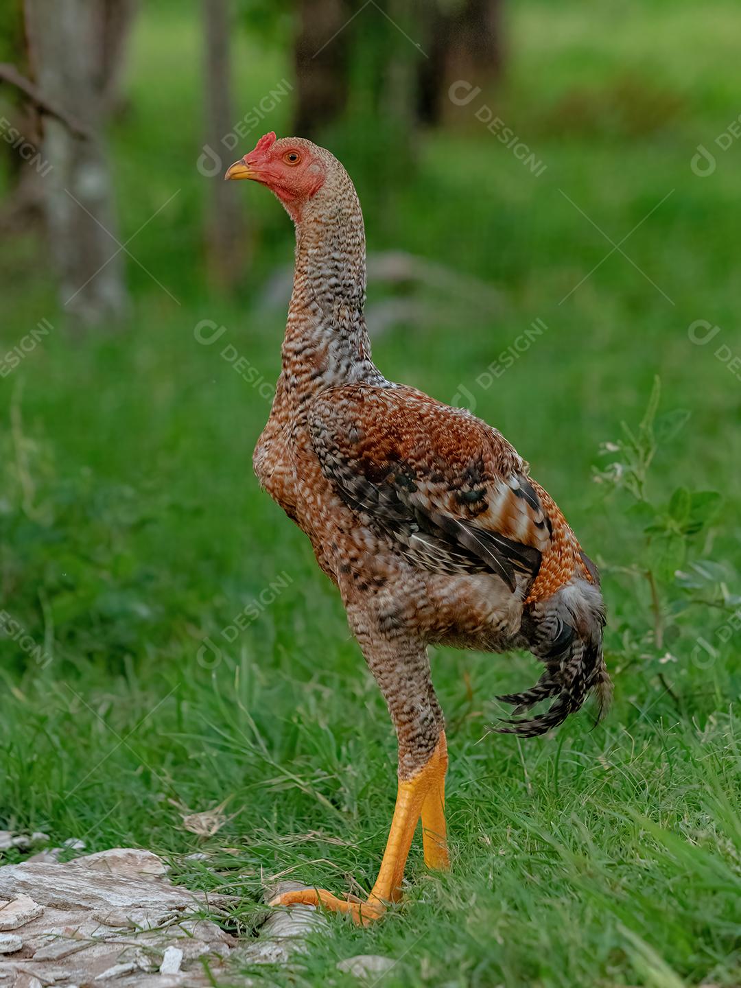 Galinha de animais domésticos Imagem JPG