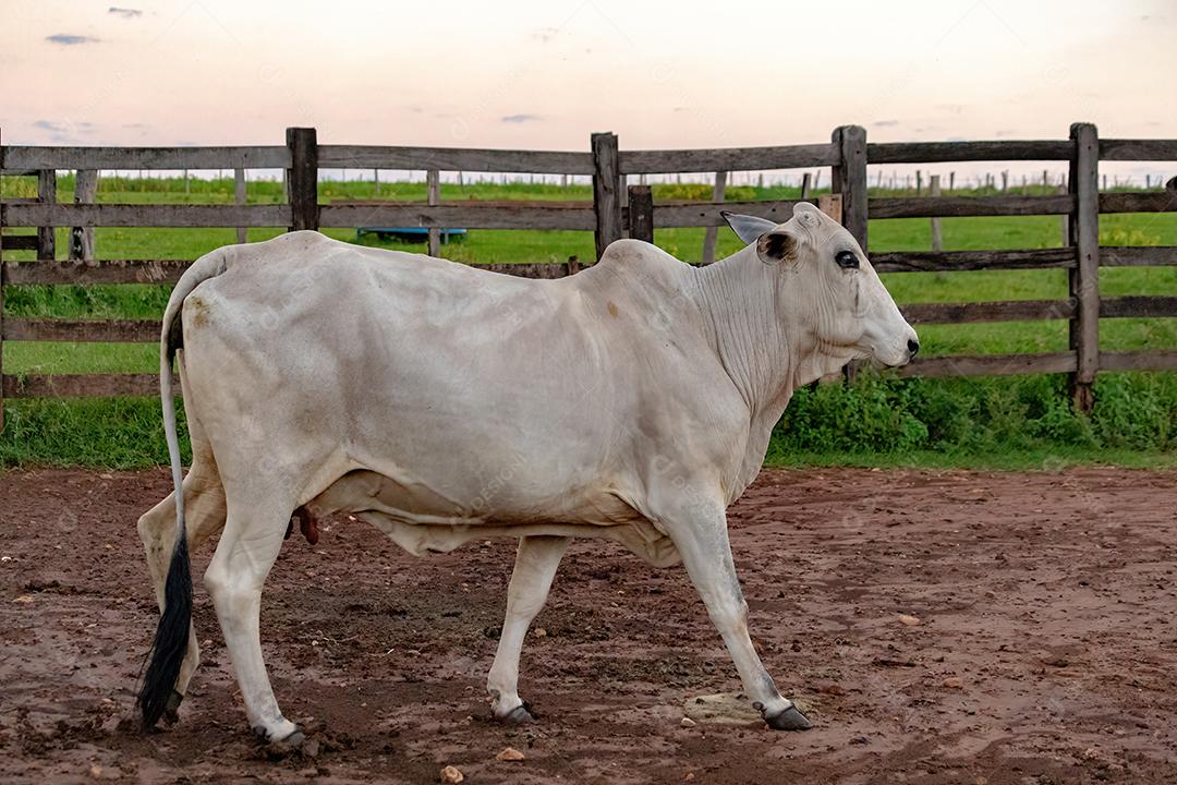 Vaca branca criada em uma fazenda Imagem JPG