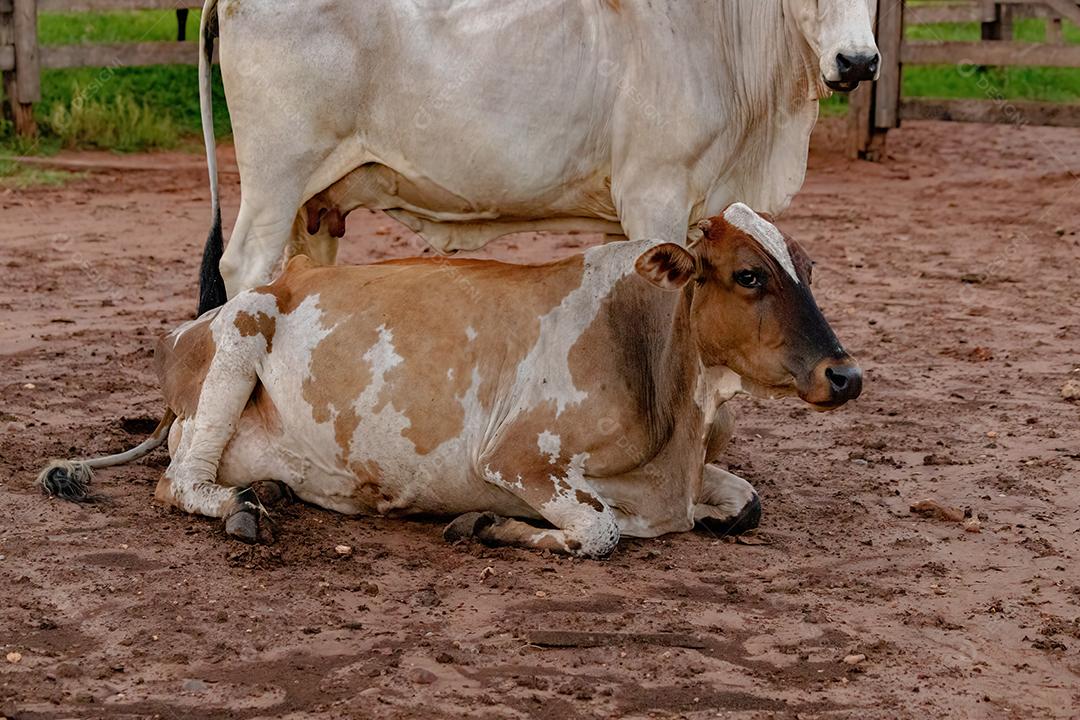 Vaca branca E Bizerro criados em uma fazenda Imagem JPG