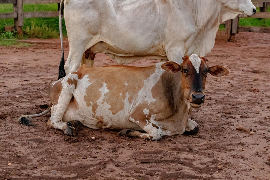 Vaca branca E Bizerro criados em uma fazenda Imagem JPG
