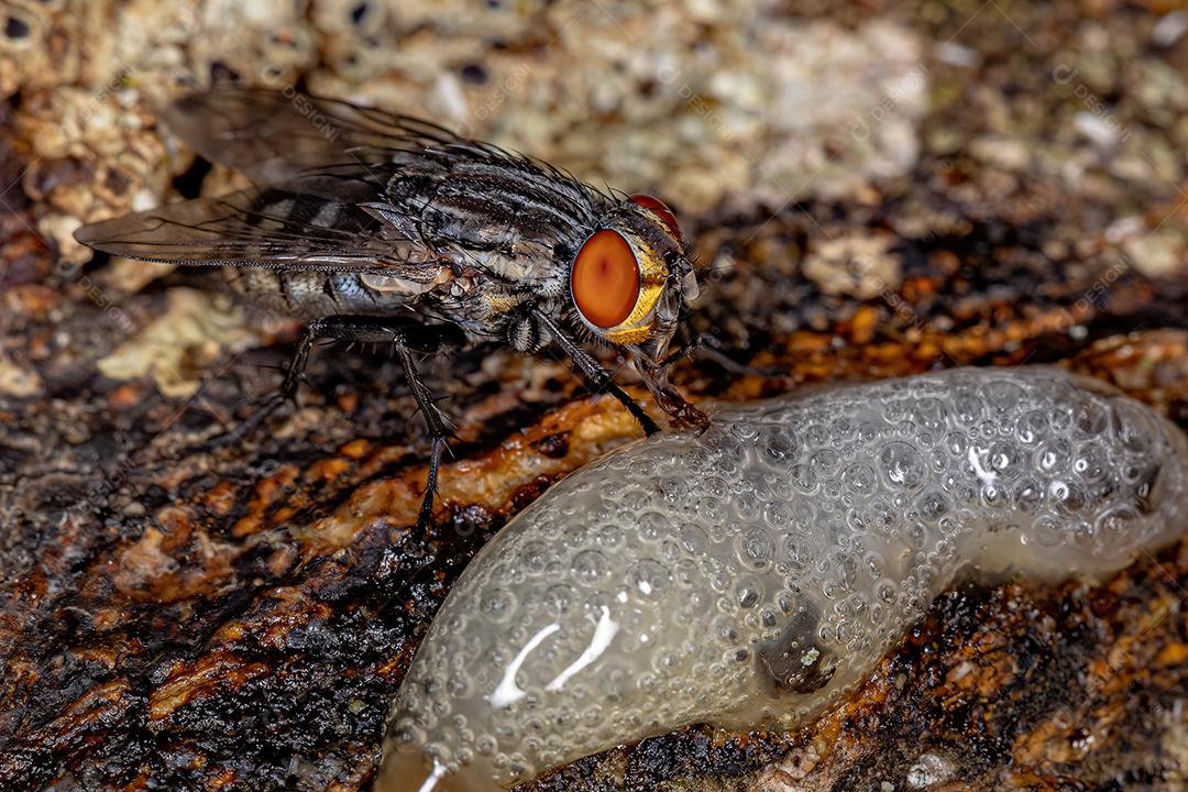 Mosca de carne adulta Imagem JPG