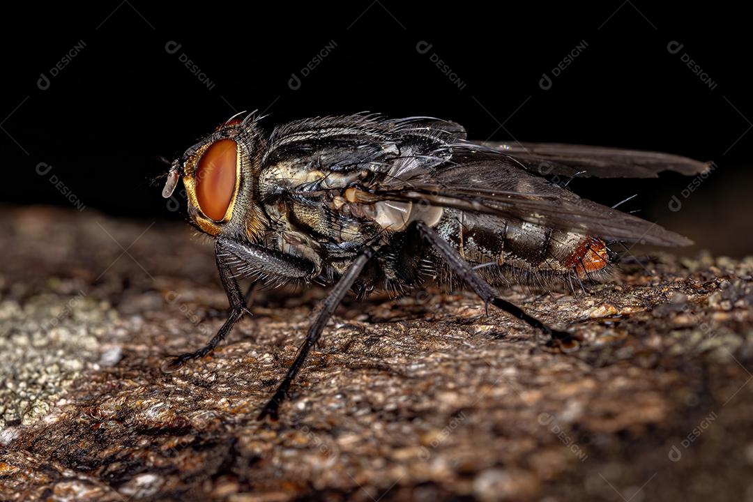 Mosca de carne adulta Imagem JPG