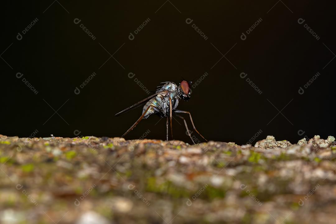 Mosca de carne adulta Imagem JPG