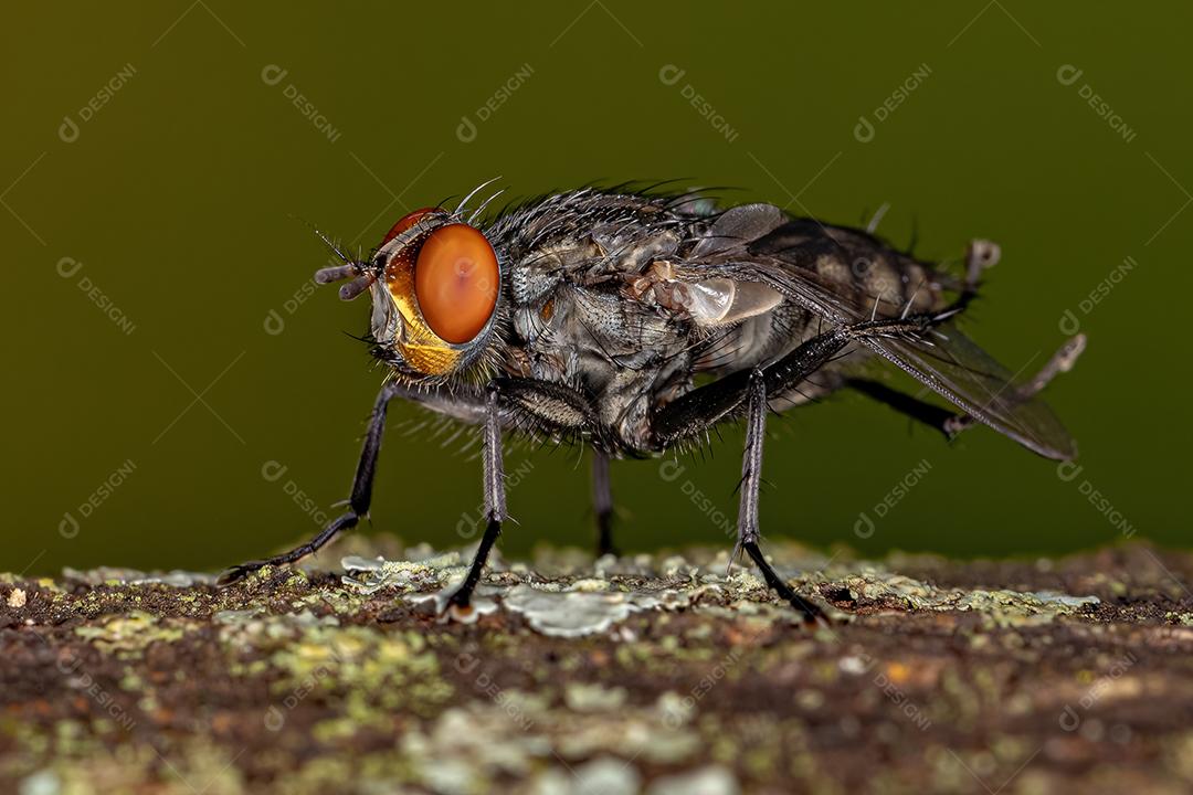 Mosca de carne adulta Imagem JPG