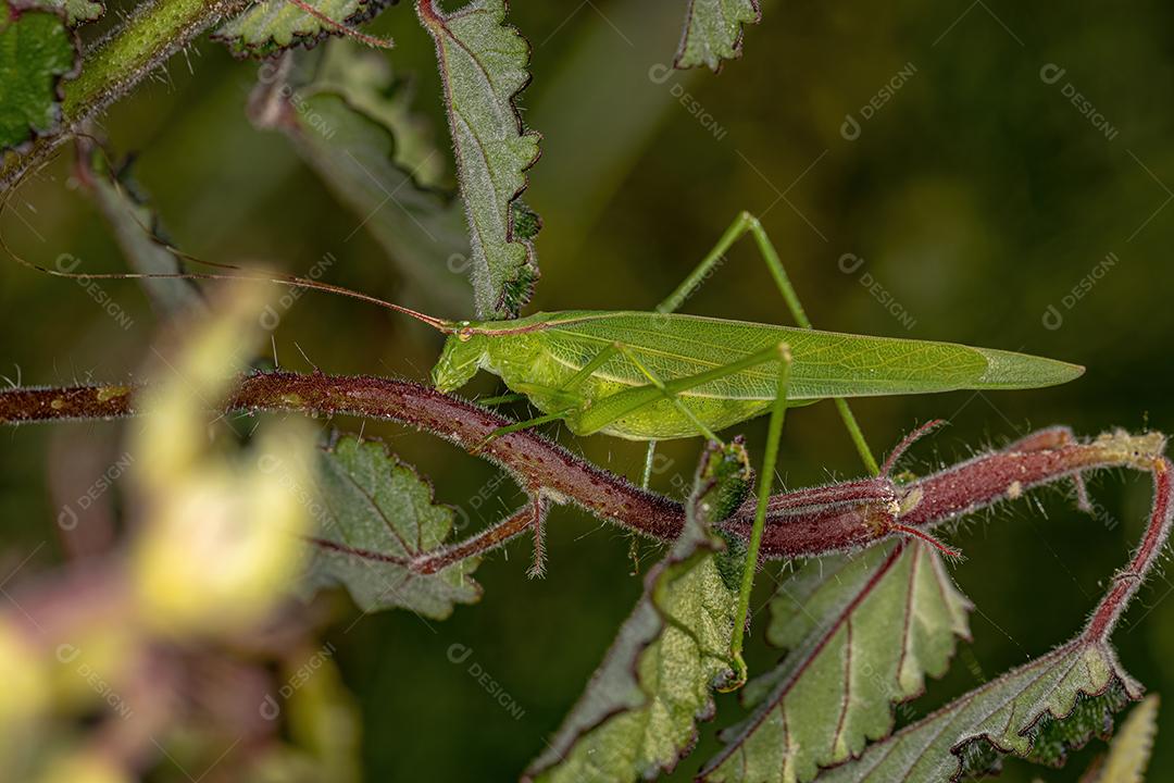 Esperança Faneropterina Katydid adulta Imagem JPG
