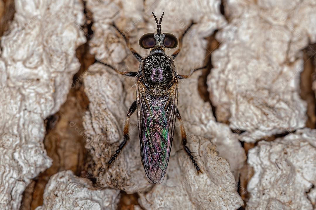 Mosca Ladrão Adulto Imagem JPG