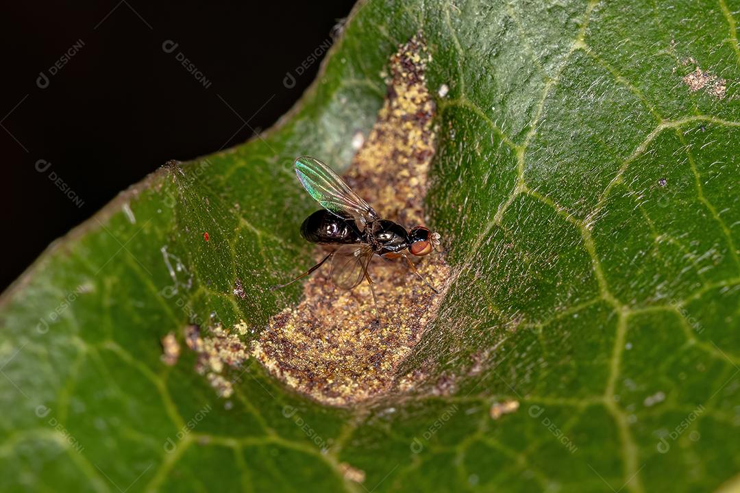 Mosca necrófaga preta adulta Imagem JPG