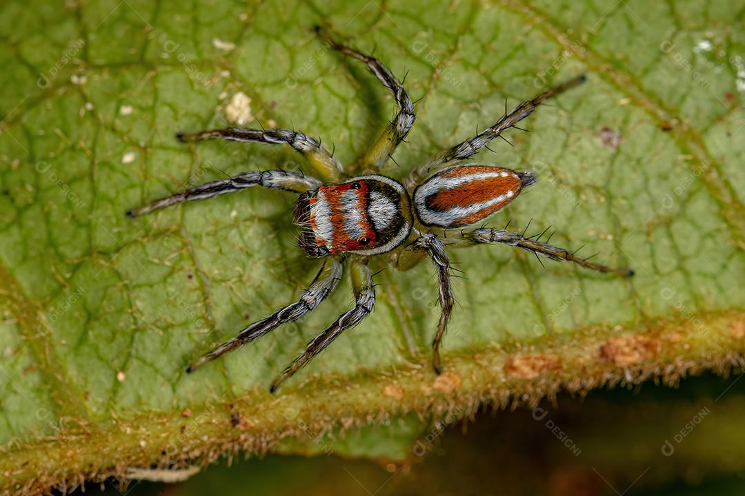 Aranha saltadora macho adulto Imagem JPG