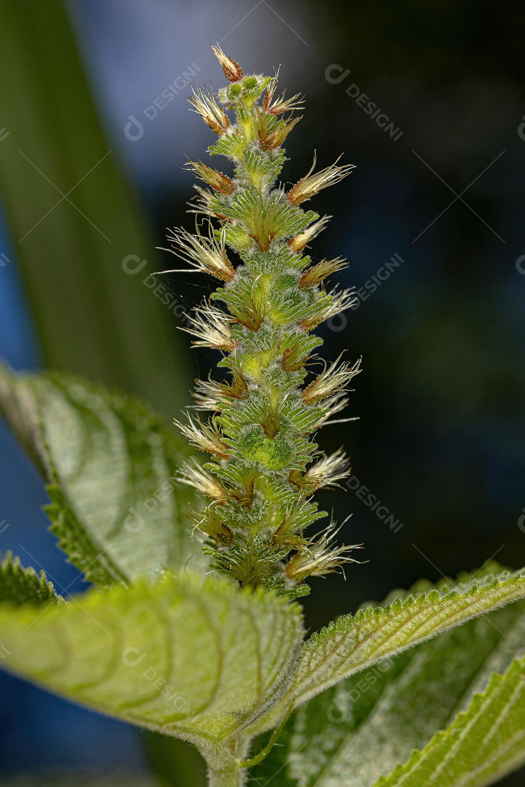 Planta de angiosperma Imagem JPG
