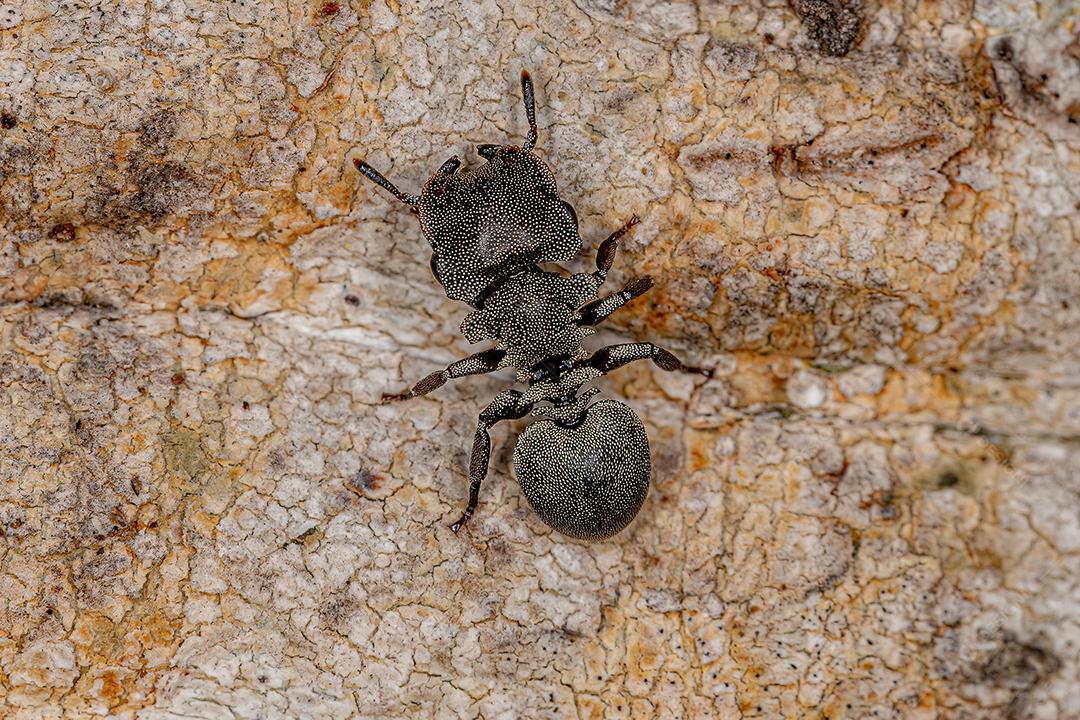 Formiga Tartaruga Negra Imagem JPG