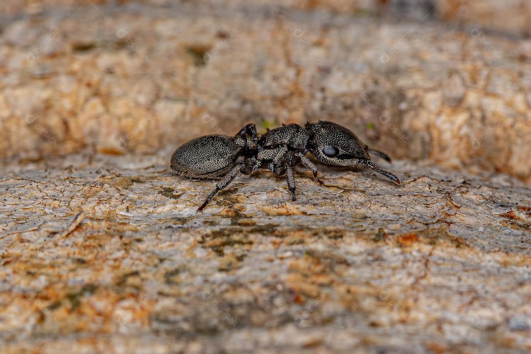 Formiga Tartaruga Negra Imagem JPG