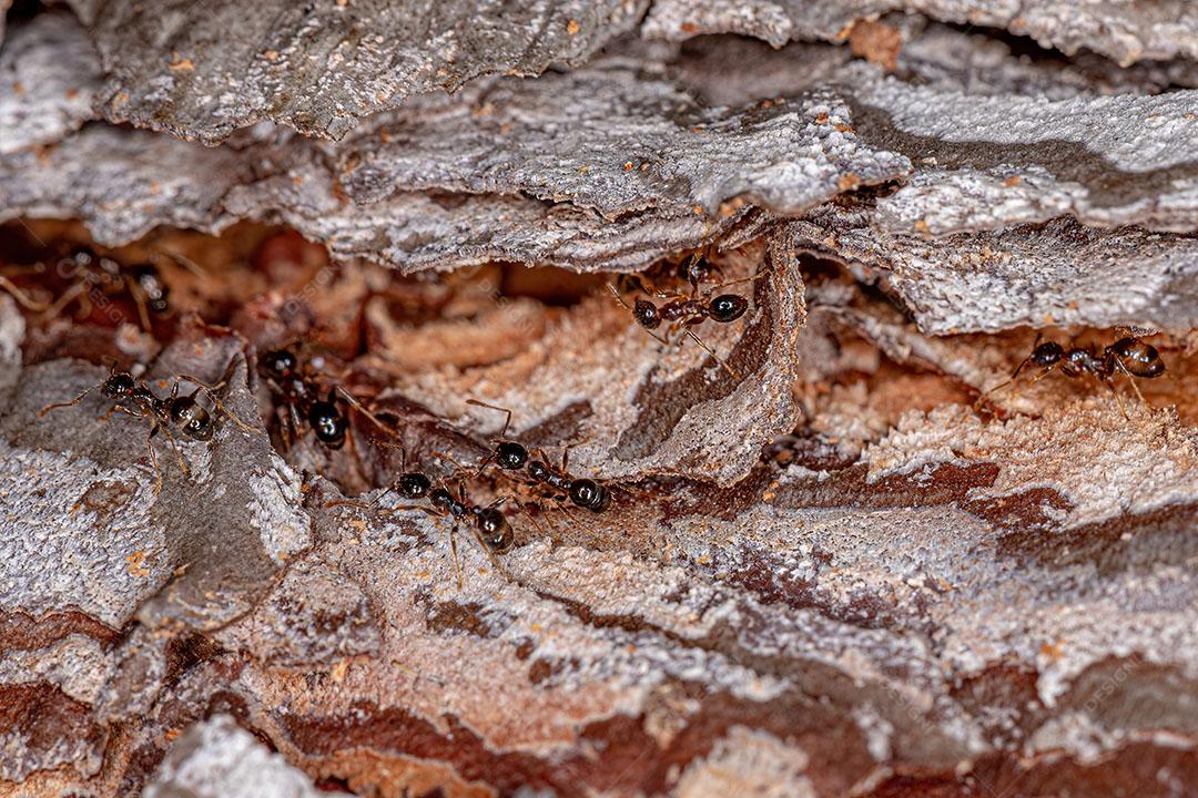 Adult female loggerhead ants