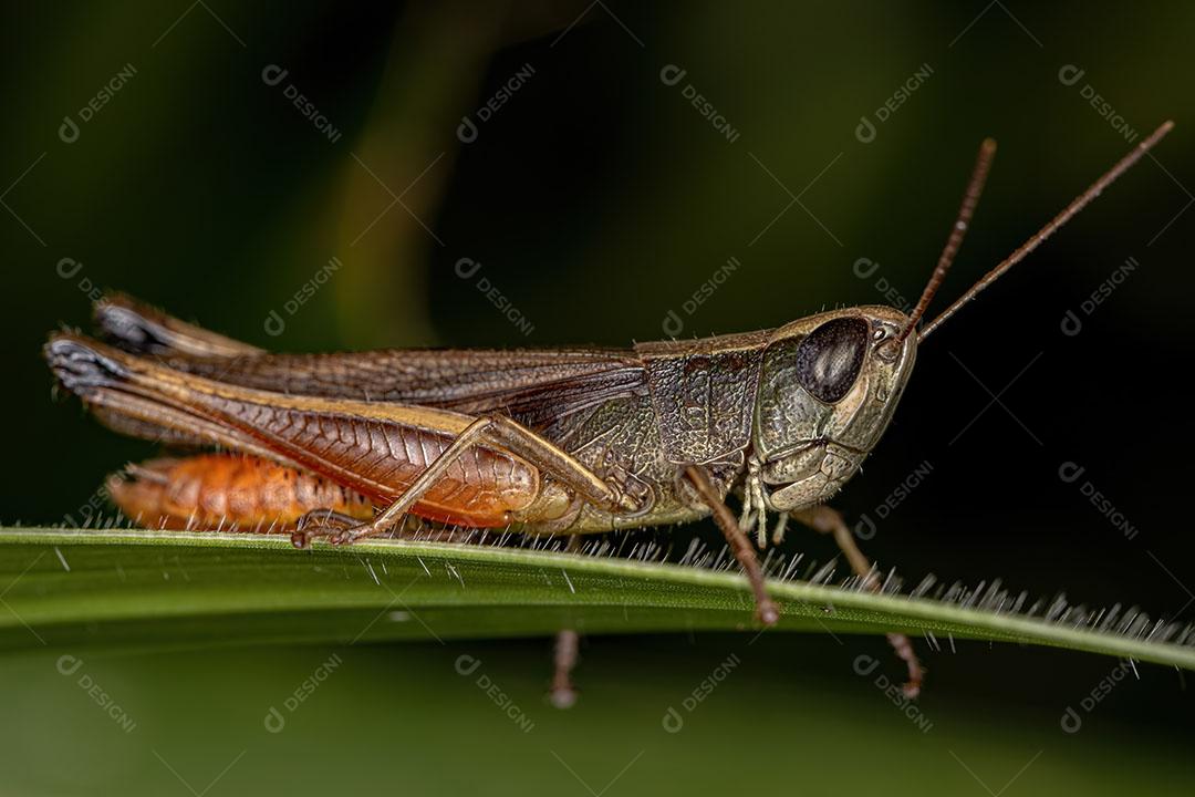 Gafanhoto de cara inclinada estridulante adulto