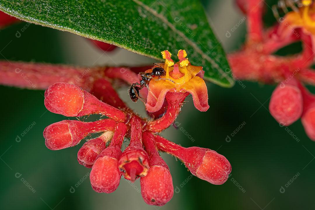 Formiga cabeçuda fêmea adulta