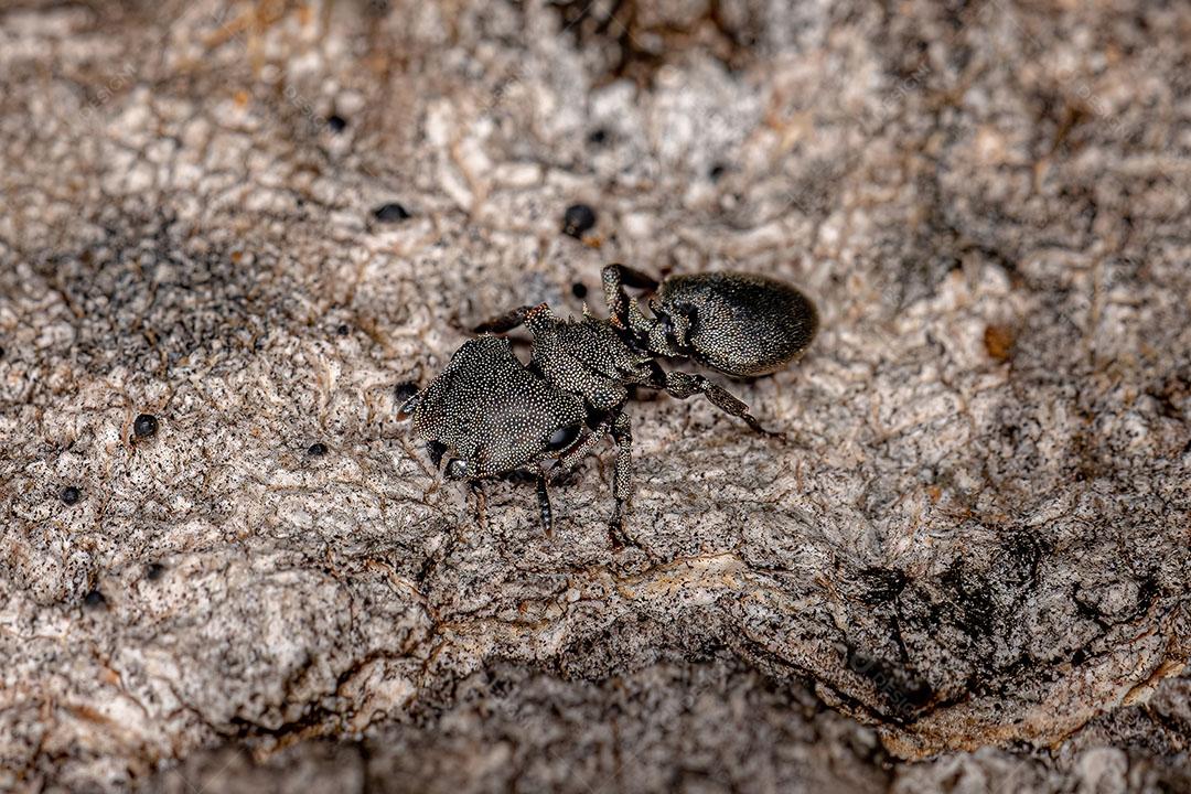 Formiga Tartaruga Negra Adulto