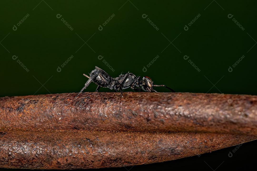 Vespa calcidoide negra adulta