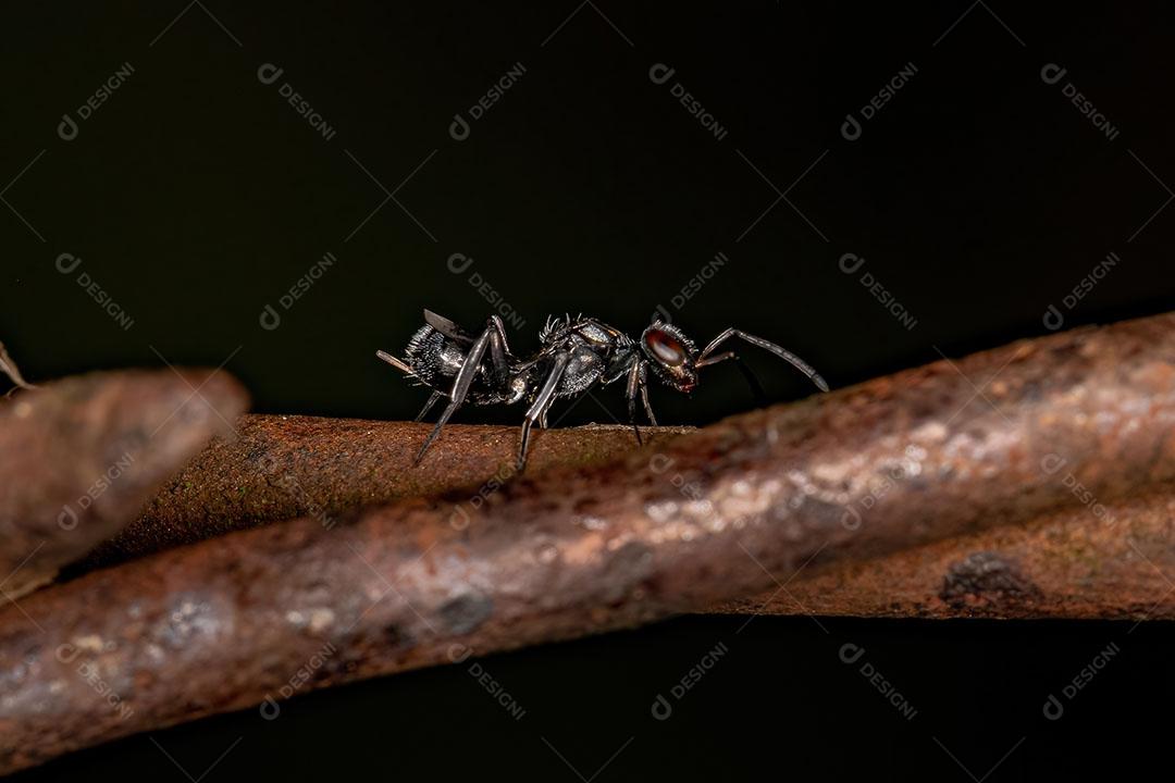 Vespa calcidoide negra adulta
