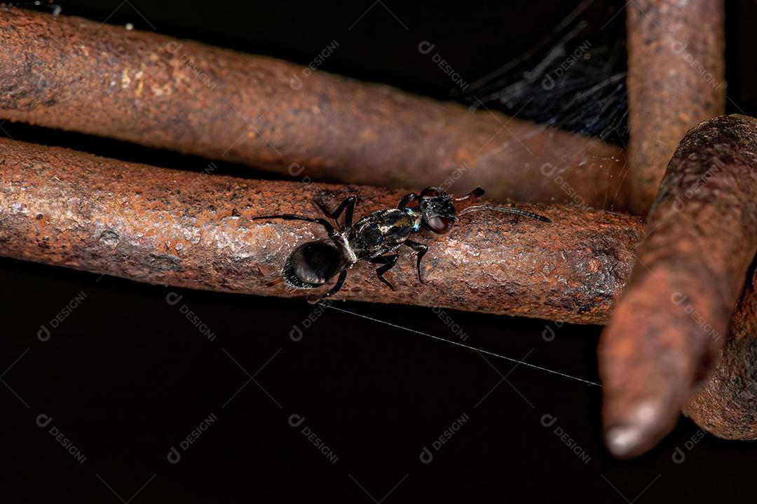 Vespa calcidoide negra adulta