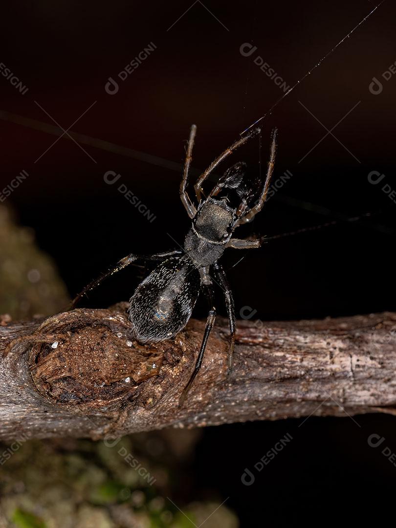 Aranha saltadora adulta