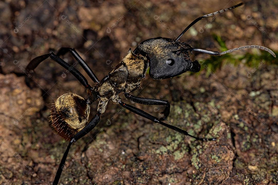 Formiga de açúcar dourada cintilante adulta feminina